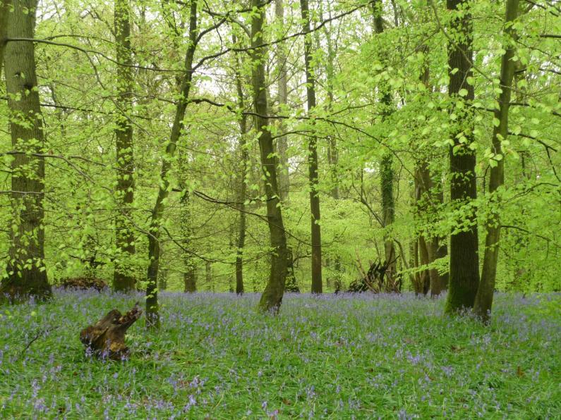 Spring view near Soudley