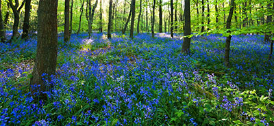 Bluebells covering the Forest Floor